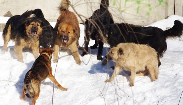 У Запоріжжі на чоловіка напала зграя собак, його госпіталізували