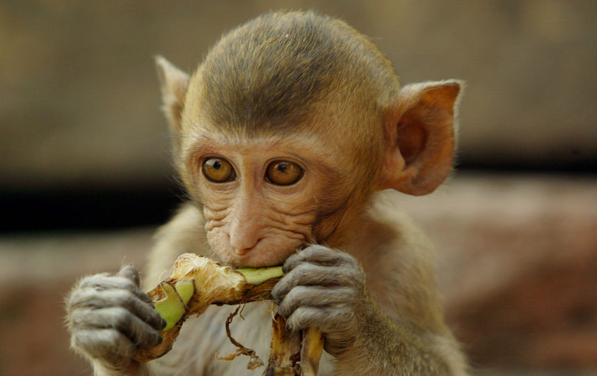 В індійському Джабалпурі мавпа вкрала і розкидала майже $1,5 тис