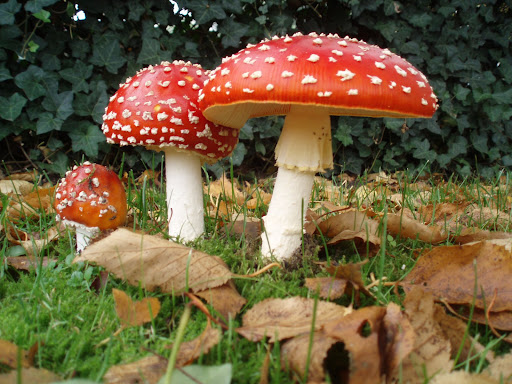 В Україні почастішали випадки отруєння дикорослими грибами