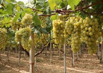 В Україні з’явилися нові технічні сорти винограду, стійкі до холоду