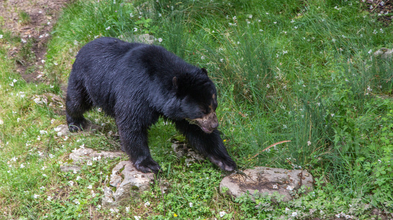 В Японії через масові напади ведмедів розгорнули війська