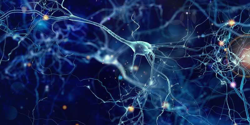 Вчені із Кореї створили штучну нервову систему