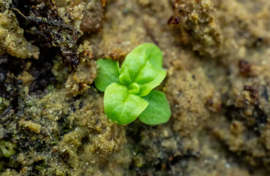 Вчені виростили насіння, яке зберігалося 142 роки