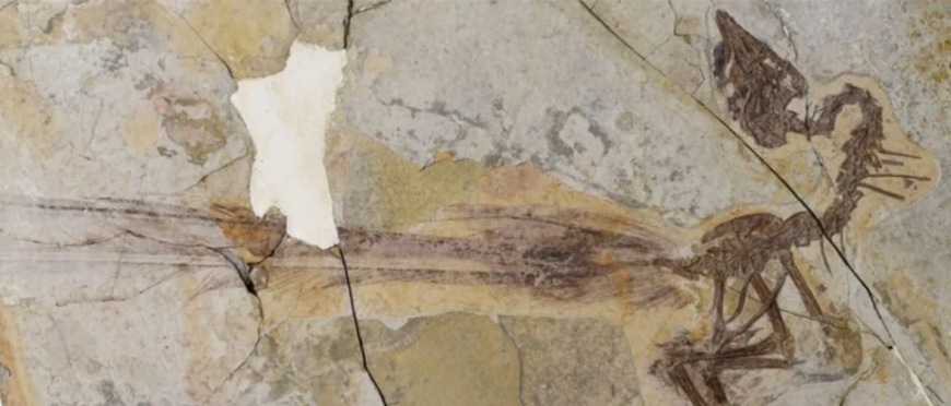 Вчені виявили останки динозавра, схожого на сучасних голубів
