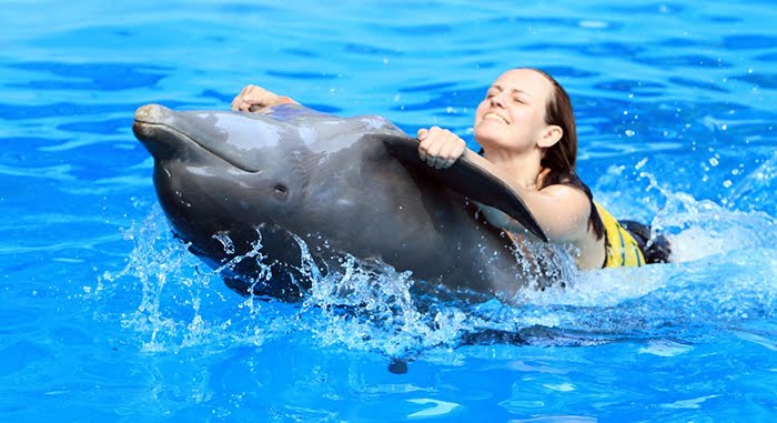 Вчені вказали на схожість в поведінці людей і дельфінів