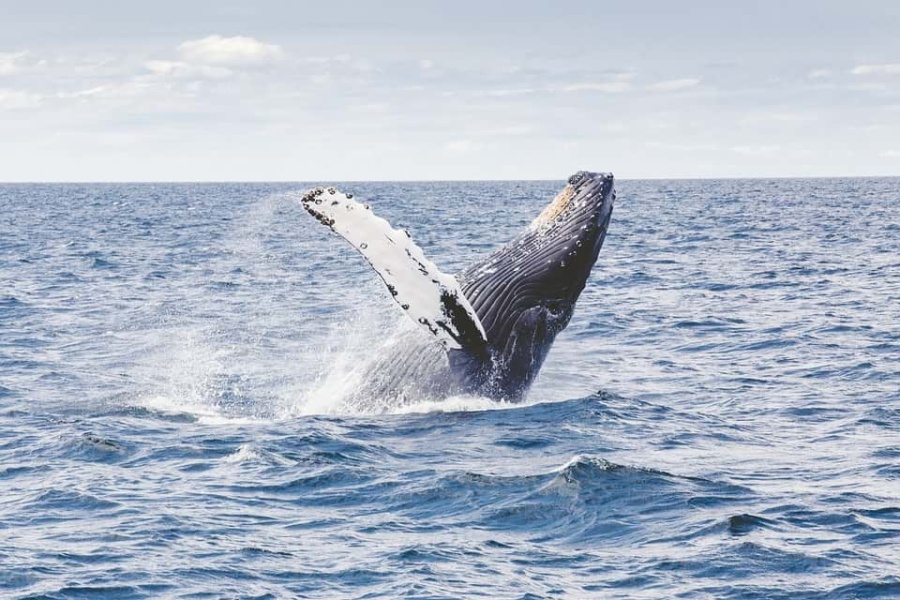 Вченим вдалося знайти спосіб підслуховувати китів в Арктиці