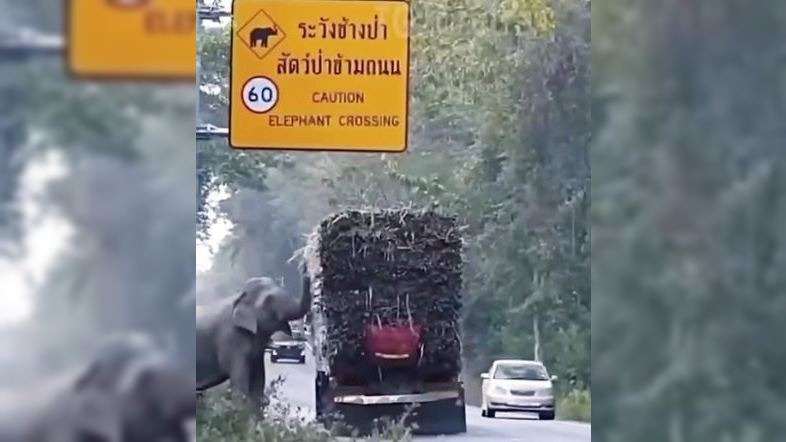 Водіям у Таїланді докучають слони