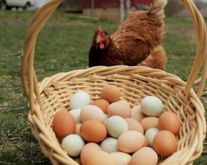 Якщо їсти яйця щодня, що буде з організмом