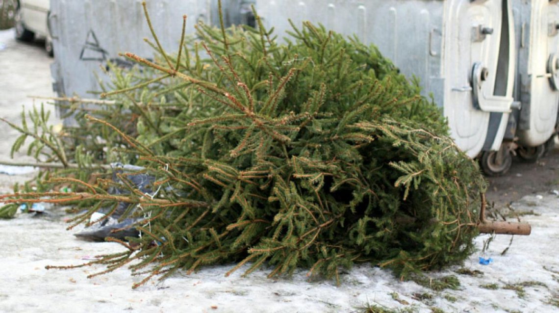 Ялинки залишайте біля контейнерів – комунальники заберуть