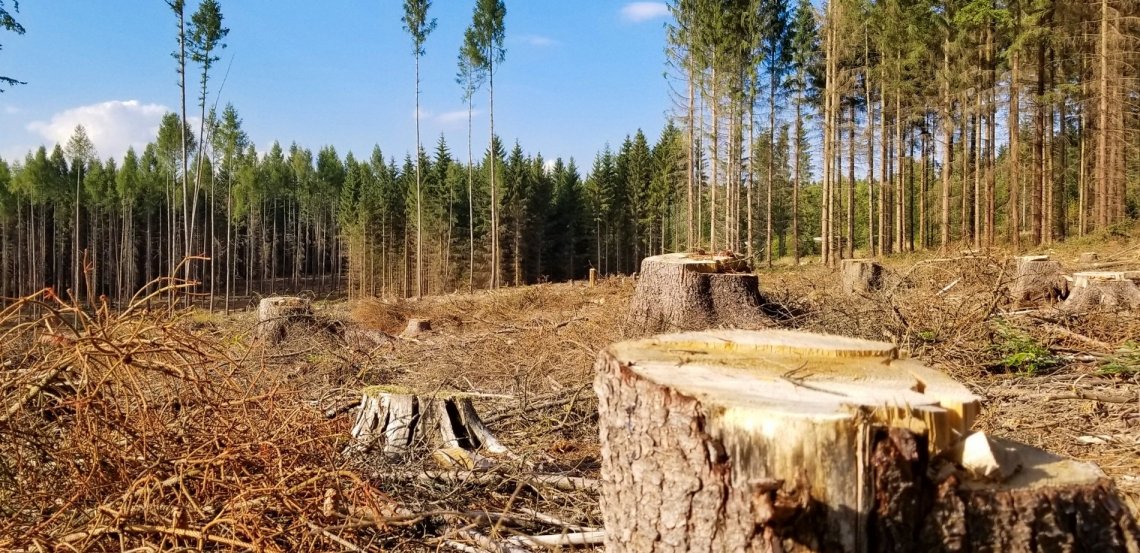 За порубку дубів мешканці Рівненщини можуть сісти за грати