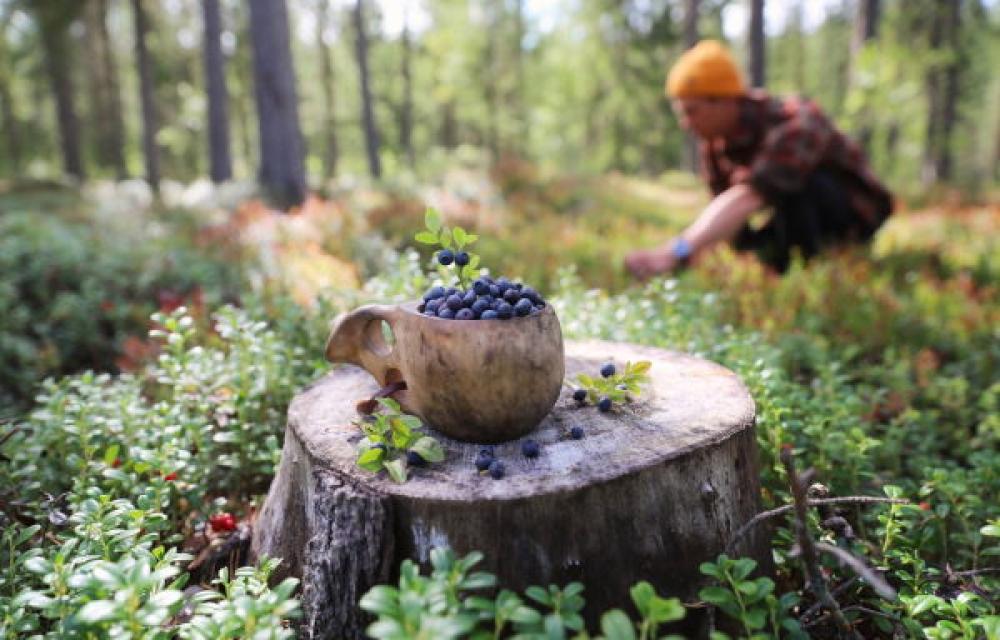 Збирати ягоди та гриби у лісах  на півночі Рівненщини - заборонено