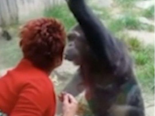 Жінці заборонили відвідувати зоопарк через її роман з шимпанзе