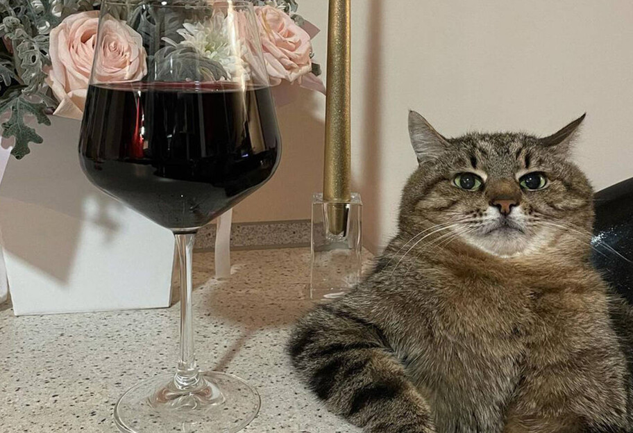 Зірка Instagram кіт Степан зібрав понад 10 тисяч доларів: на що підуть гроші