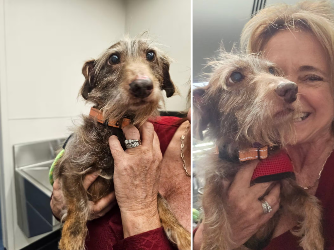 Зниклий пес через п’ять років через тисячі кілометрів повернувся дому