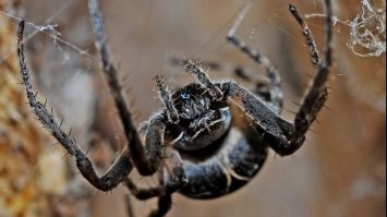 У Великій Британії знайшли найбільшого у світі павука