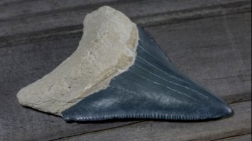 Американець знайшов зуб акули мегалодона