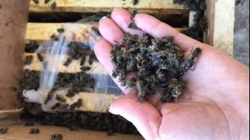 Бджоли, які нібито загинули на Закарпатті при транспортуванні, почали оживати
