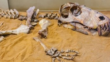 Бразильські вчені відтворили мозок динозавра