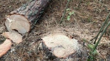 Чоловіка із Здолбунівщини оштрафували за крадіжку лісу