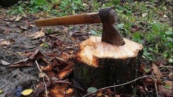 Чоловіка з Рівненщини можуть позбавити волі за незаконну порубку дерев