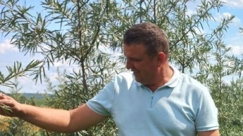 Фермер з Рівненщини висадив обліпиховий екосад
