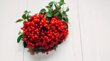 Калина: користь і шкода для здоров’я