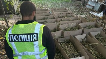 Канабіс сушили на горищі: поліція вилучила  у ділків 200 кг 