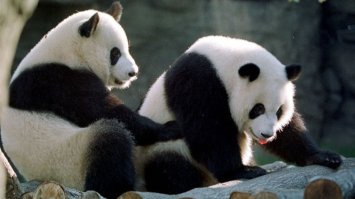 Китай забрав у Японії двох останніх панд
