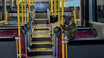 Коалу врятував водій автобуса: тварину могли збити інші авто