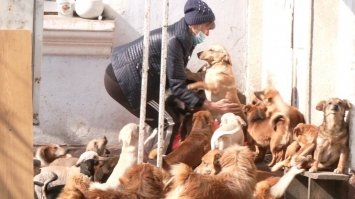 Коти прихистили пів сотні собак