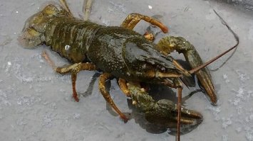 Ловити раків заборонено: штраф за одного рака – 3332 гривні