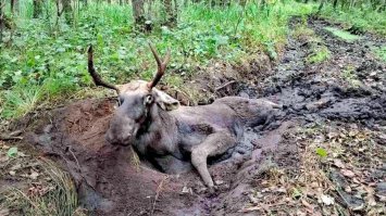 Люди об`єдналися, щоб врятувати лося, який застряг у трясовині в Клевані 