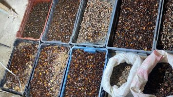 Майже пів тонни бурштину вилучили у трьох ділків