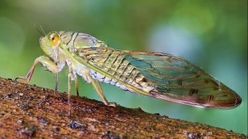 Мільярди цикад прокинулися у 18 штатах США