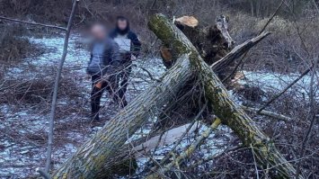  На 8-річну дівчинку впало дерево: вона загинула