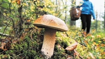 На Львівщині чоловік помер від отруєння грибами