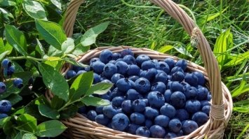 На Рівненщині можуть дозволити збирати ягоди у лісі