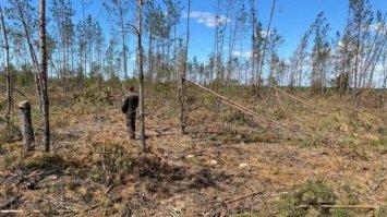 На Рівненщині винищили понад 600 гектарів лісу