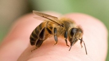 На Рівненщині загинув пасічник, якого покусали бджоли