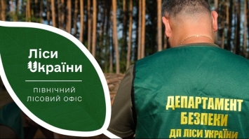 На Рівненщині звільнили усіх керівників лісового господарства 