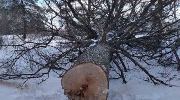 На Рокитнівщині  понад півтисячі людей залишилися без електропостачання (ФОТО)