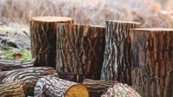 На Сарненщині арештували майже 185 «кубів» деревини
