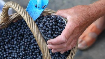 На ягодах та грибах заробили 3,7 мільйона гривень