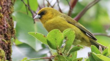  Над лісами Гаваїв з дронів скидають тисячі комарів: навіщо?