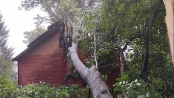 Негода на Рівненщині: вітер повалив дерева на дорогу та будинки 