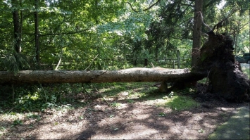 Негода у нацпарку на Рівненщині: буревій викорчовував дерева