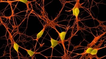 Нервові клітини відновлюються: Вчені