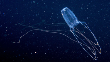 Невідому медуза знайшли на глибині майже один кілометр