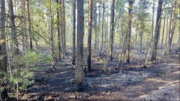 Палія лісу знайшли по слідах