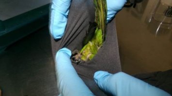 Папуг перевозив у спідній білизні